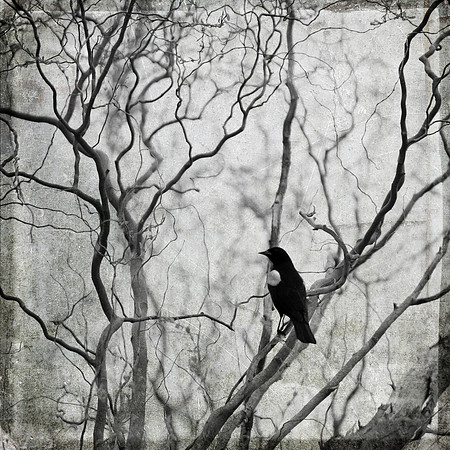 Blackbird 3