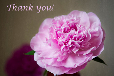 Peony photograph, pink flower, thank you.