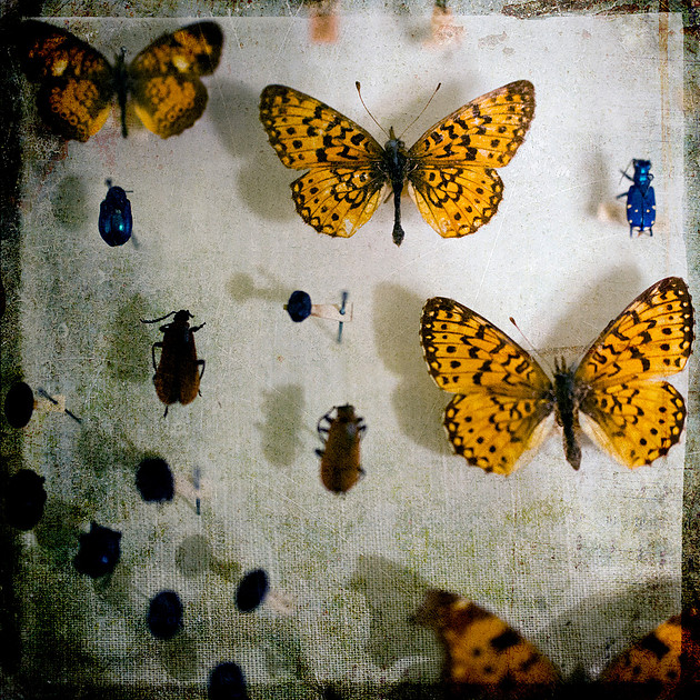 Photograph of orange butterflies with other insects