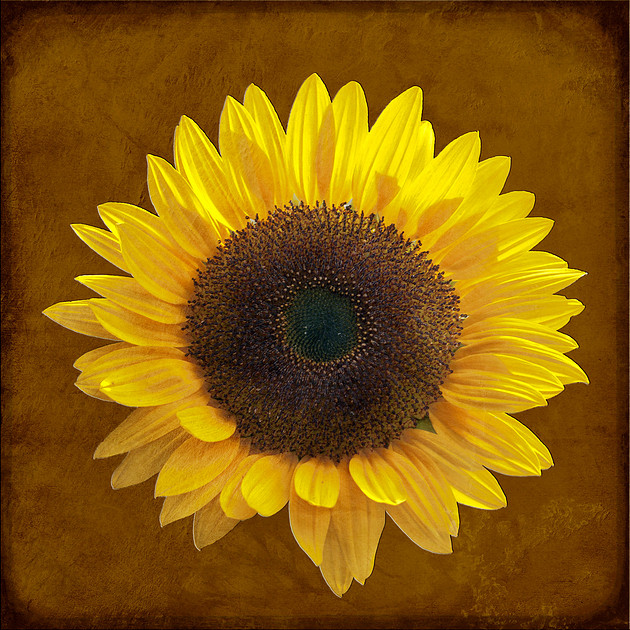 sunflower pop art photography print