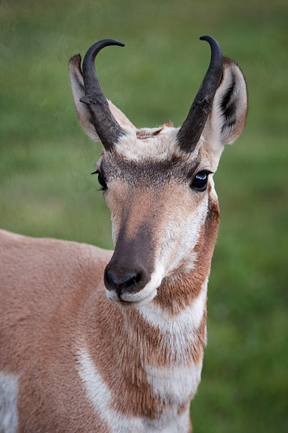 Wildlife photograph of pronghorn antelope