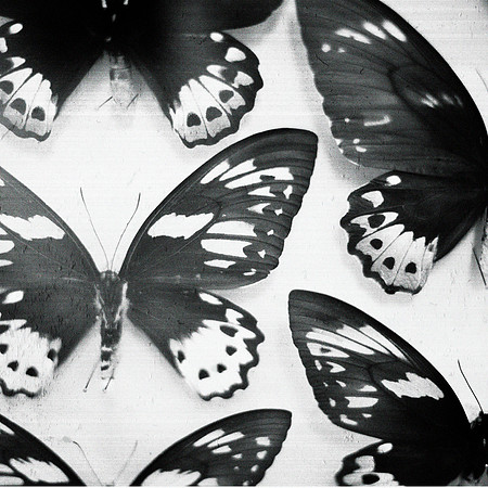 Black and White Photography, butterfly art, Nature photograph