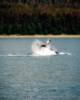 Alaska 2015 - 22 of 140 Whale