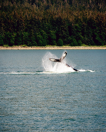 Alaska 2015 - 22 of 140 Whale