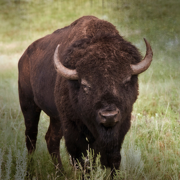 Wildlife photography, portrait of a big bufallo