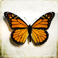 Monarch butterfly photography, fine art photograph, insect,