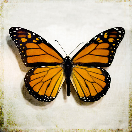 Monarch butterfly photography, fine art photograph, insect,