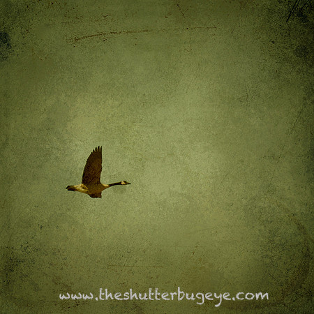Nature Photography Print, Bird, wildlife