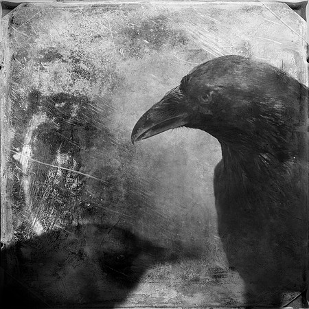 raven, photography, photograph, bird, monochrome, "black and white", square, textured