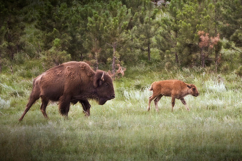 Mother bison herding her baby.  Wildlife photography, Black Hills