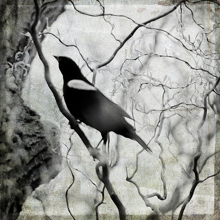 Blackbird 4