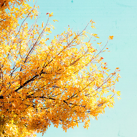Golden Autumn