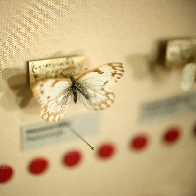 Butterfly specimen