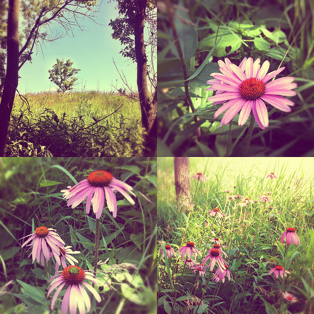 Nature photography, prairie, wildflowers, purple coneflower