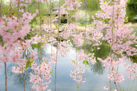Spring Dreams