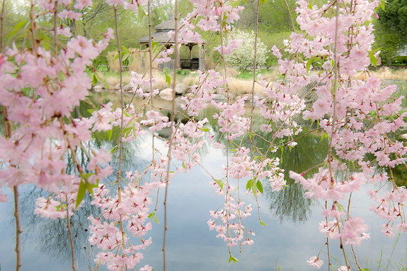 Spring Dreams