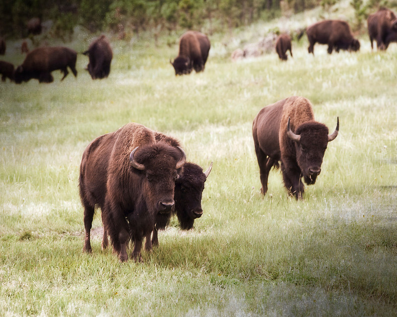 Bison at Custer State Park in South Dakota