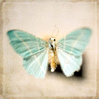 Showy Blue Butterfly Specimen, Fine Art Photography