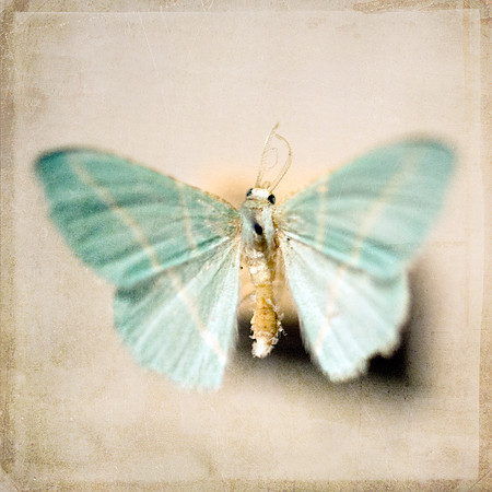 Showy Blue Butterfly Specimen, Fine Art Photography