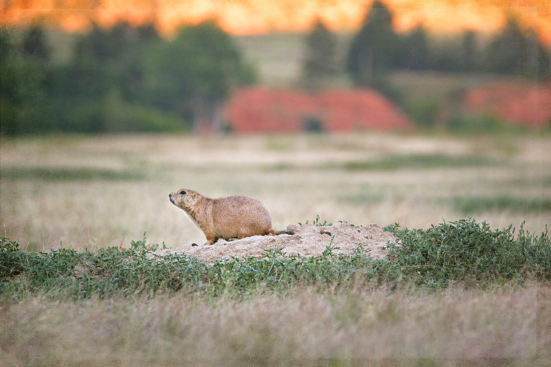 Prairie dog photograph in Wyoming near the Devil
