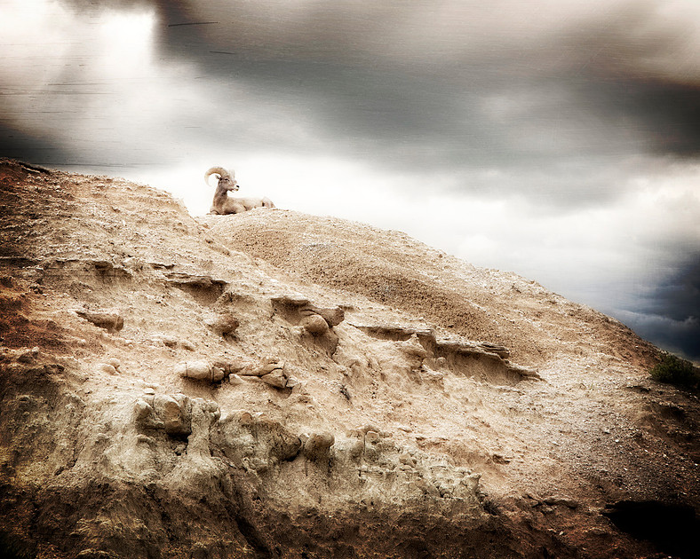bighorn sheep on rocky bluff at Badlands National Park