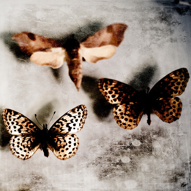 Surreal photograph of butterflies