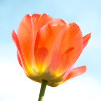 Tulip Series 2