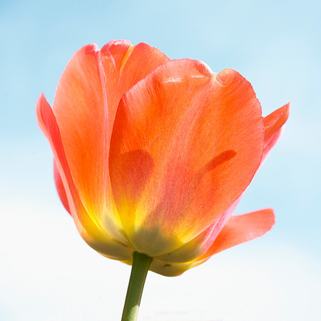 Tulip Series 2
