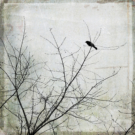 Blackbird 2