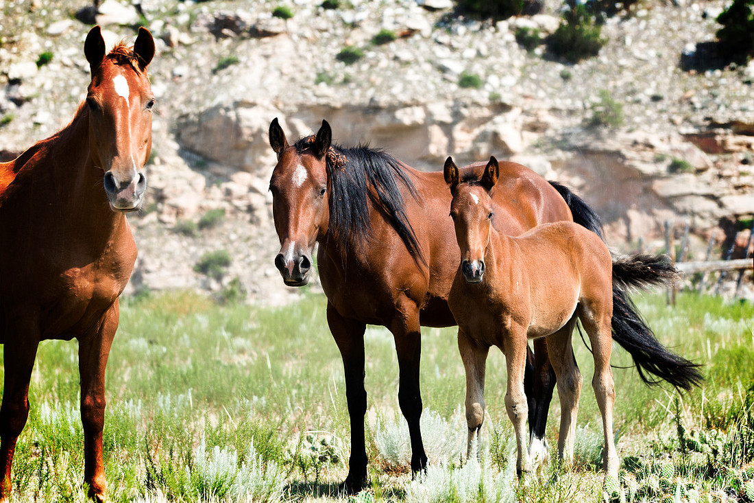 Wild horses, mother and child, wildlife photography, South Dakota