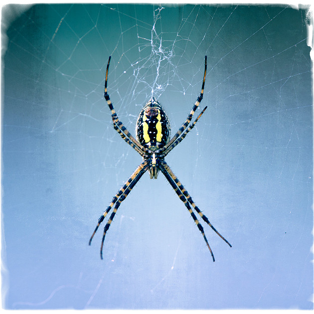 Orb Weaver garden spider