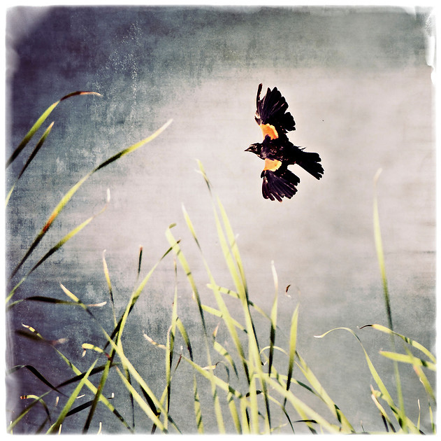 Red Winged blackbird with wings outstretched.