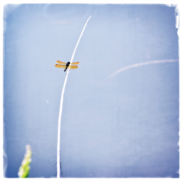 Dragonfly photograph