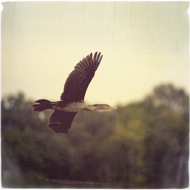 20130901 Cormorant 8
