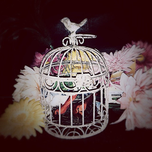 Photo props including a birdcage, birds a nest and some flowers.