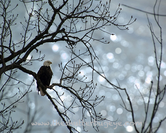 Nature Photography Print, Bird, wildlife