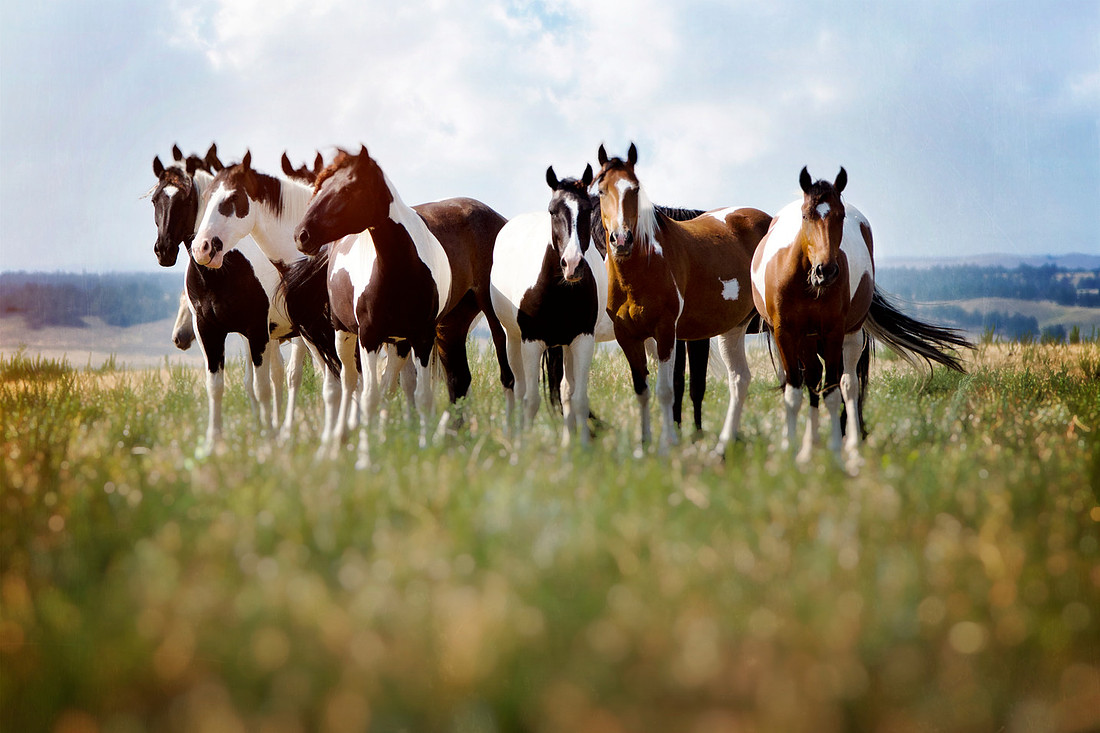Paint Horses on the prairie in South Dakota, wild horses, American mustang