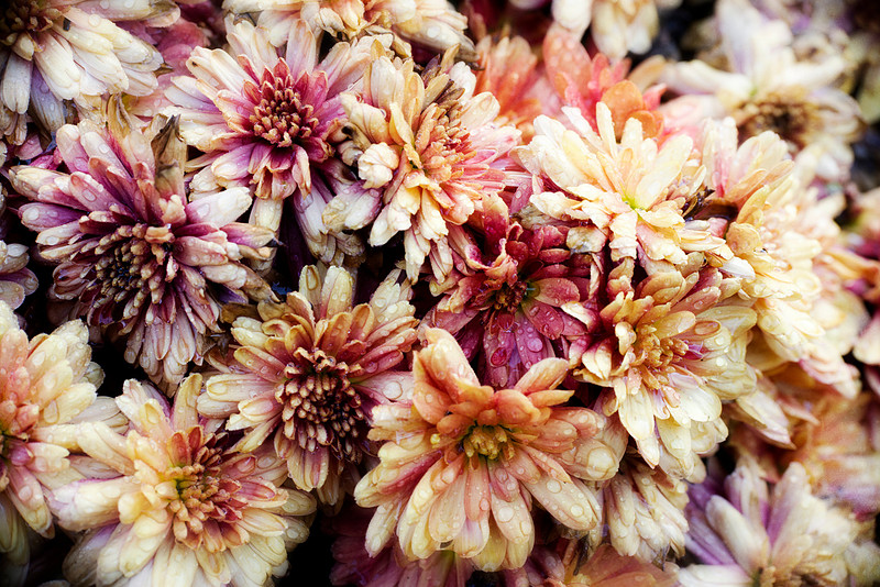 autumn mum flowers pink, purple, 