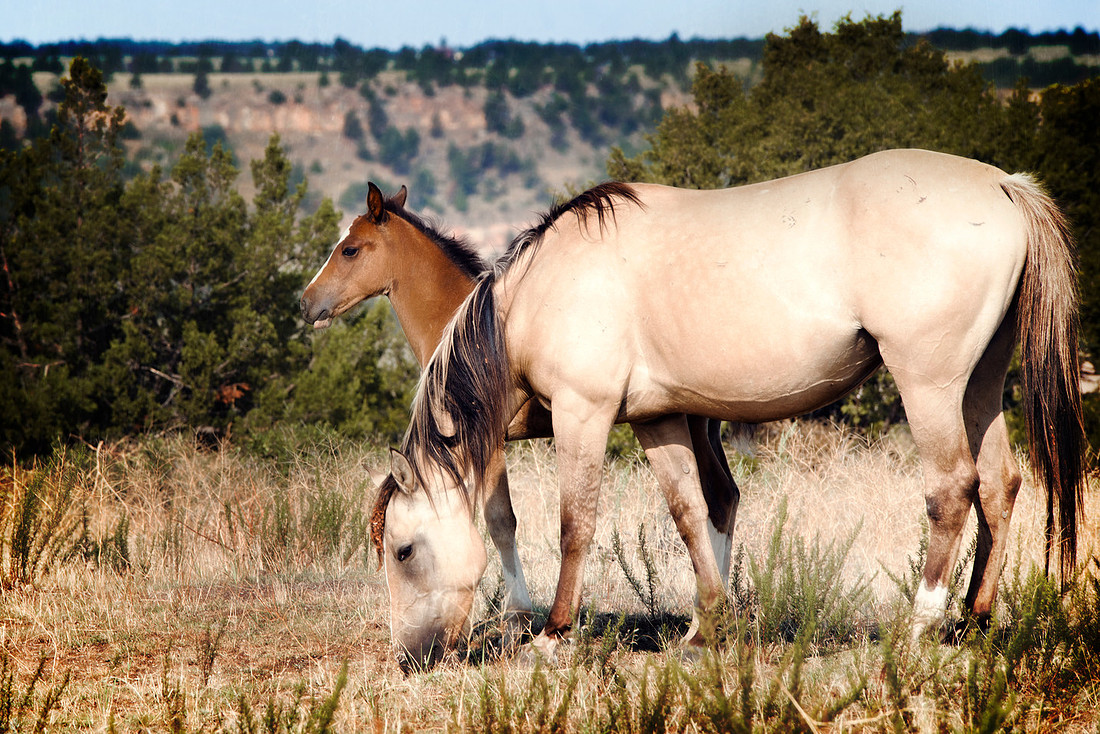 mother and child horse, horse photography