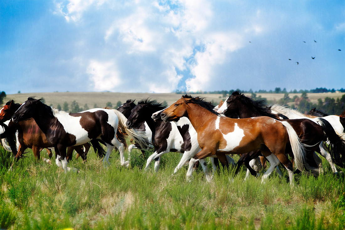 Wild horses galloping, Wildlife, mustang, birds, nature photography