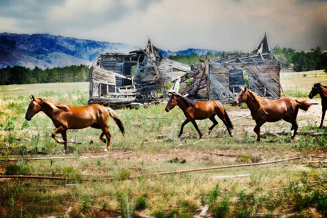 Wild horses, abandoned building, Fine art photography