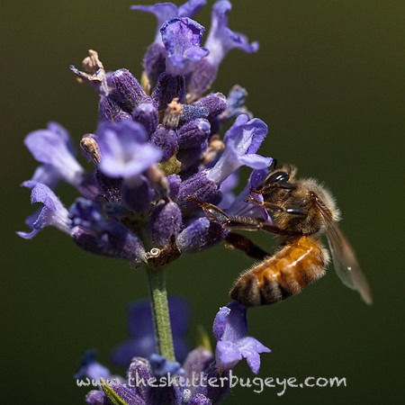 Honey bee Macro Photograph, Nature Photography