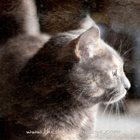 Cat Portrait, Fine Art Pet Photography for Sale, Cute Feline