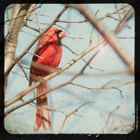 TTV Photograph, Red Cardinal, Nature Photography, Birding