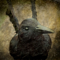 Still Life Photograph, Fine Art Photography Print for Sale, Black Raven