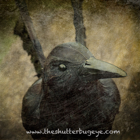 Still Life Photograph, Fine Art Photography Print for Sale, Black Raven