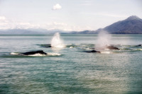Alaska 2015 - 34 of 140 Whales