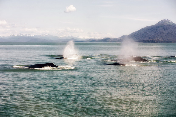 Alaska 2015 - 34 of 140 Whales