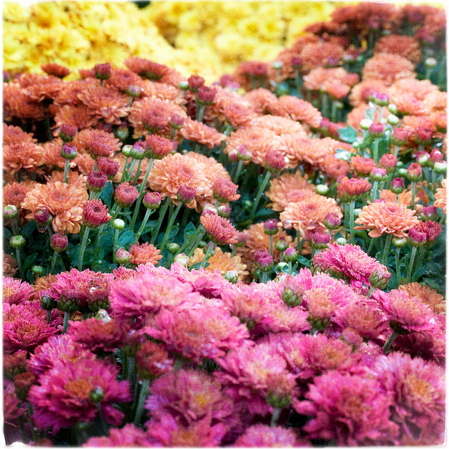 Colorful mum fine art photography print for sale