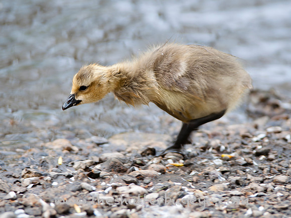 Wildlife Photo, Bird Photography, Baby Goose, Gosling, Cute, Fluffy Yellow